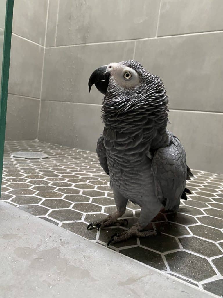 African grey parrot in the shower