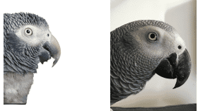 Timneh African Grey VS Congo