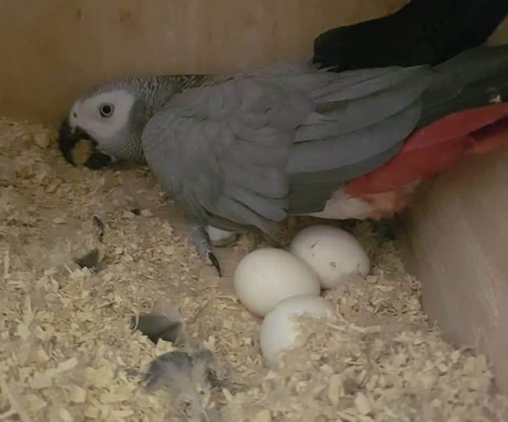 A parrot with eggs she just laid