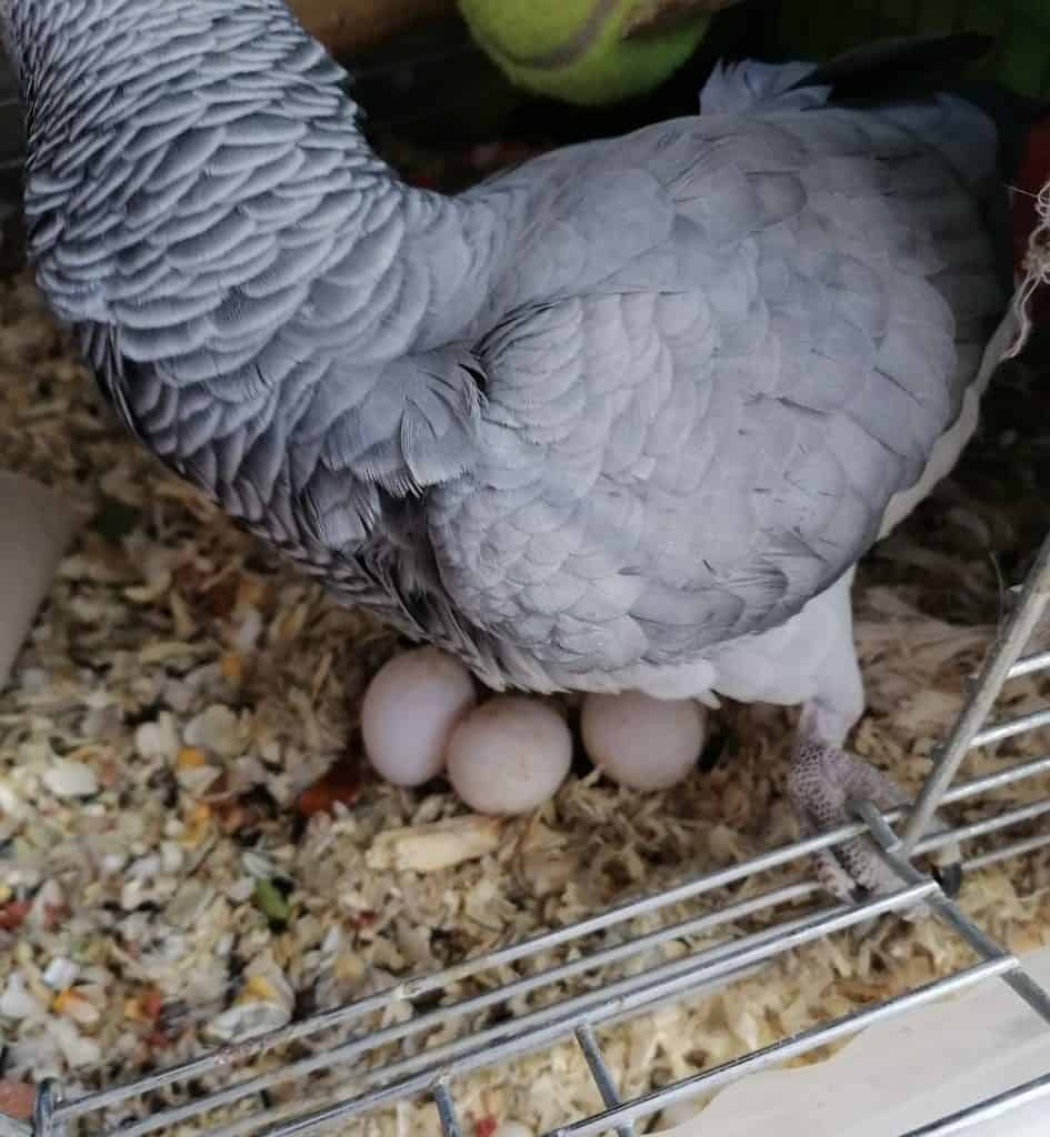 an African grey parrot sitting near their clutch of eggs