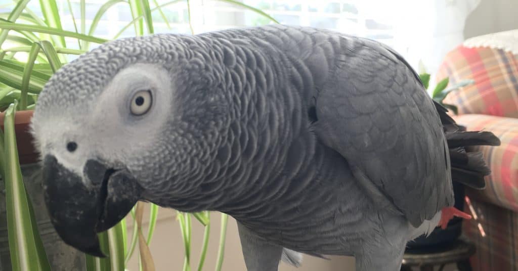 african grey next to a spider plant