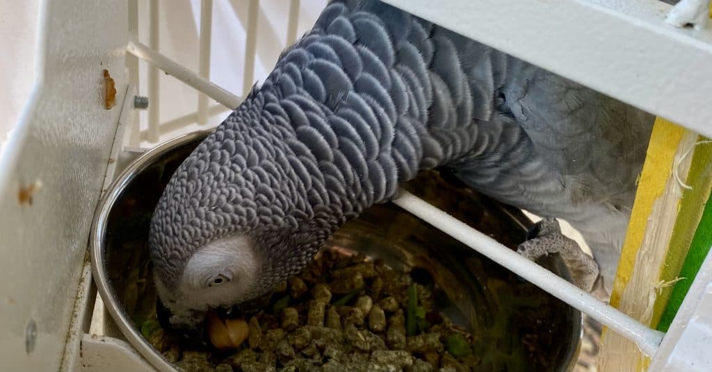 TOP's organic bird pellets in a bowl with an African Grey eating them