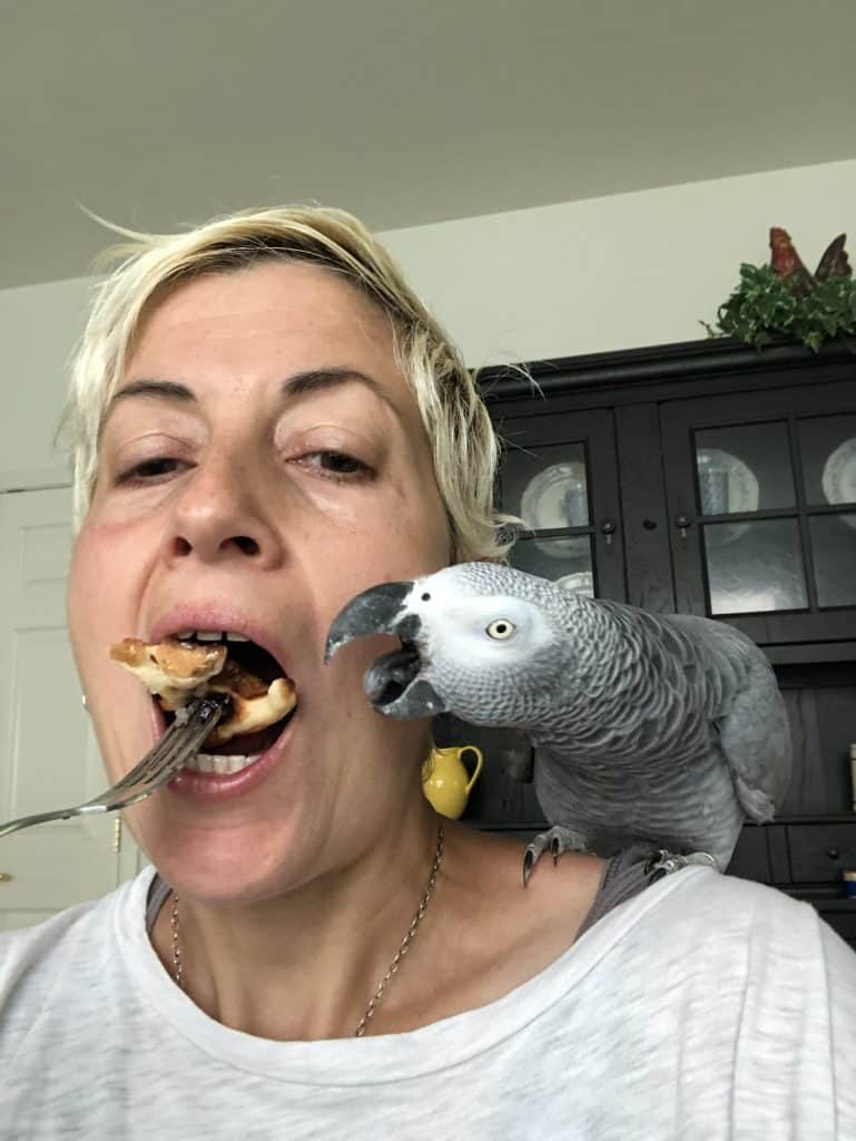 an african grey parrot trying to steal some food from a human
