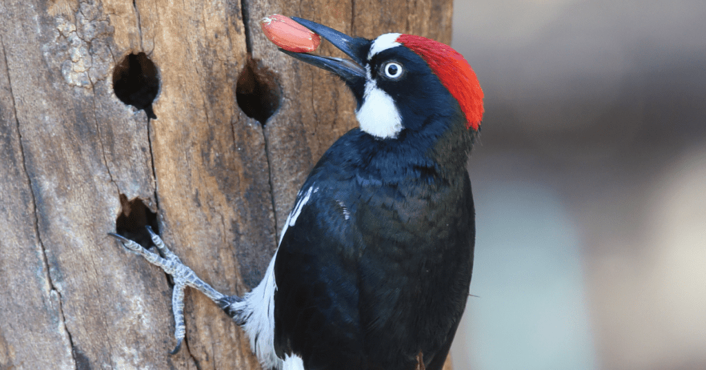 Acorn Woodpecker in Oregon