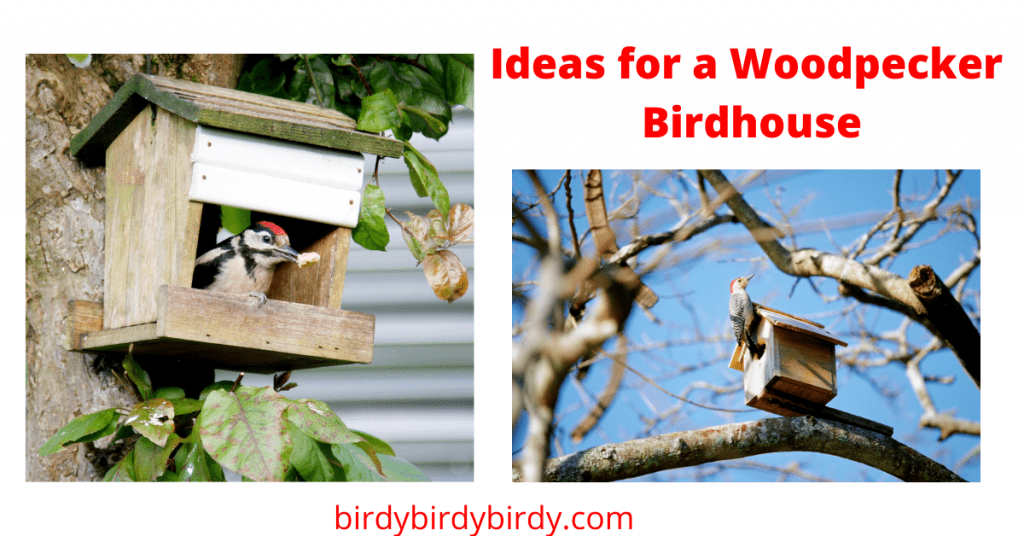 What Do Woodpecker Bird Houses Look Like?