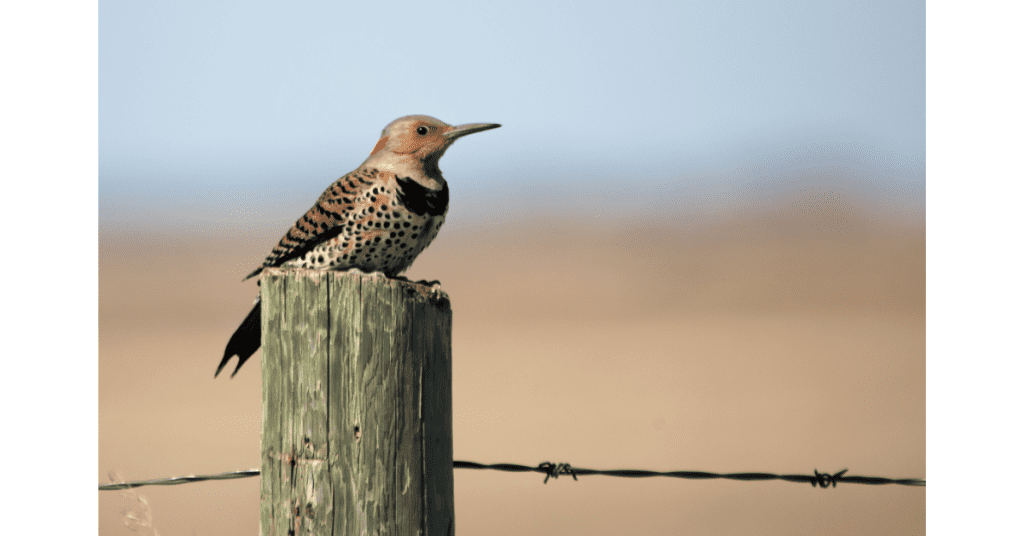 Some northern flickers do migrate