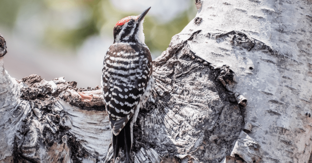 Nuttall's woodpeckers in Oregon
