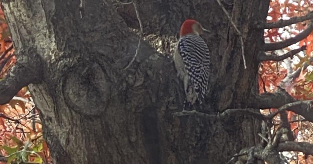 Red-Bellied Woodpecker in Brooklyn, NY