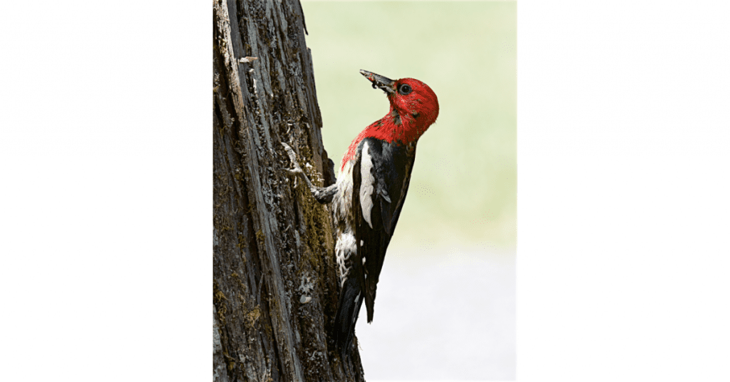 Does the Red-breasted Sapsucker migrate? Yes