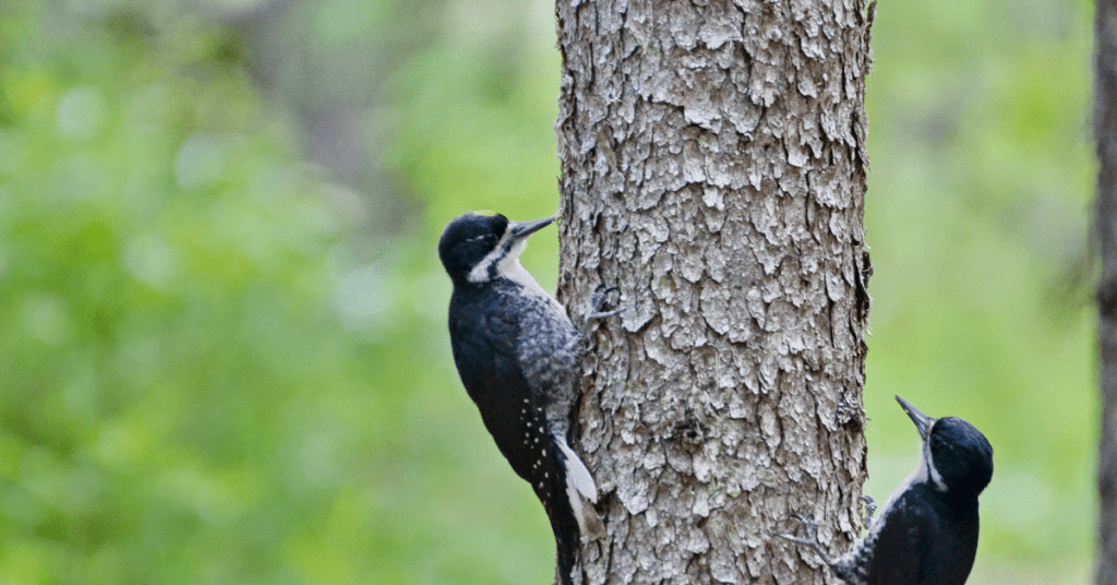 black backed woodpeckers in oregon - 14 woodpeckers in Oregon