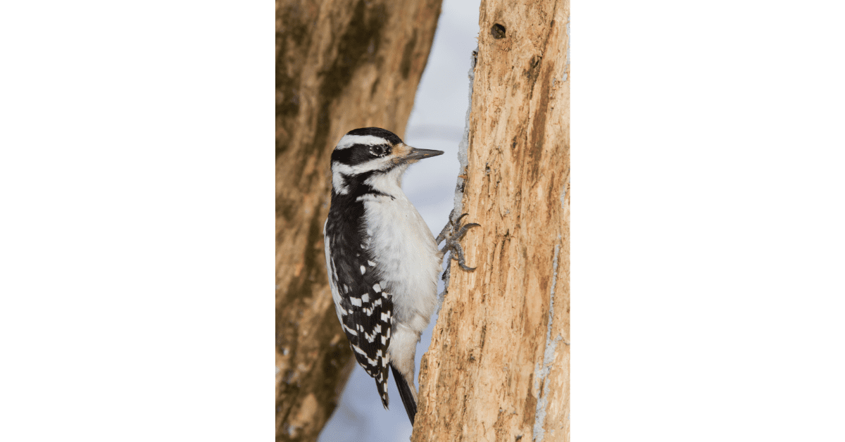 Do Woodpeckers Migrate?: 9 Species That Do and 6 That Don't