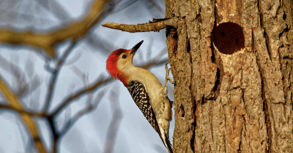 red bellied woodpecker near its hole (do woodpeckers peck at night?)