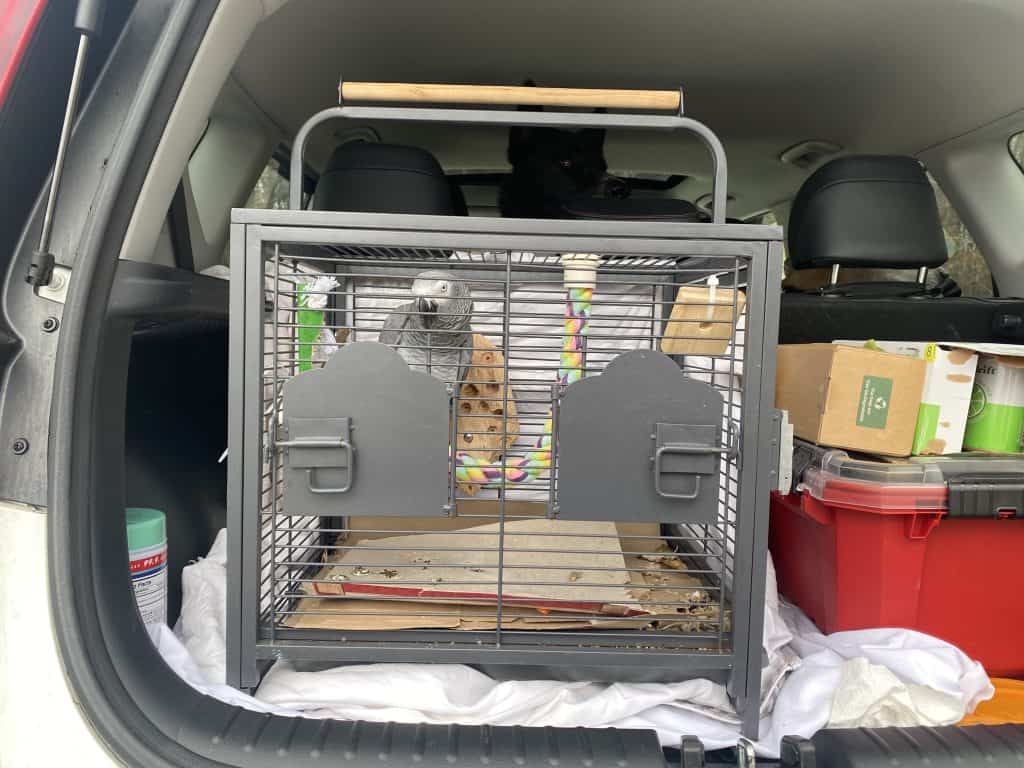 Best Travel Cage for an African Grey Parrot