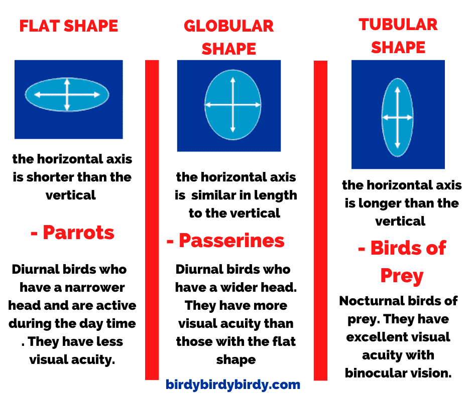 Can Birds See At Night? + Examples Of Birds That Do and Don't