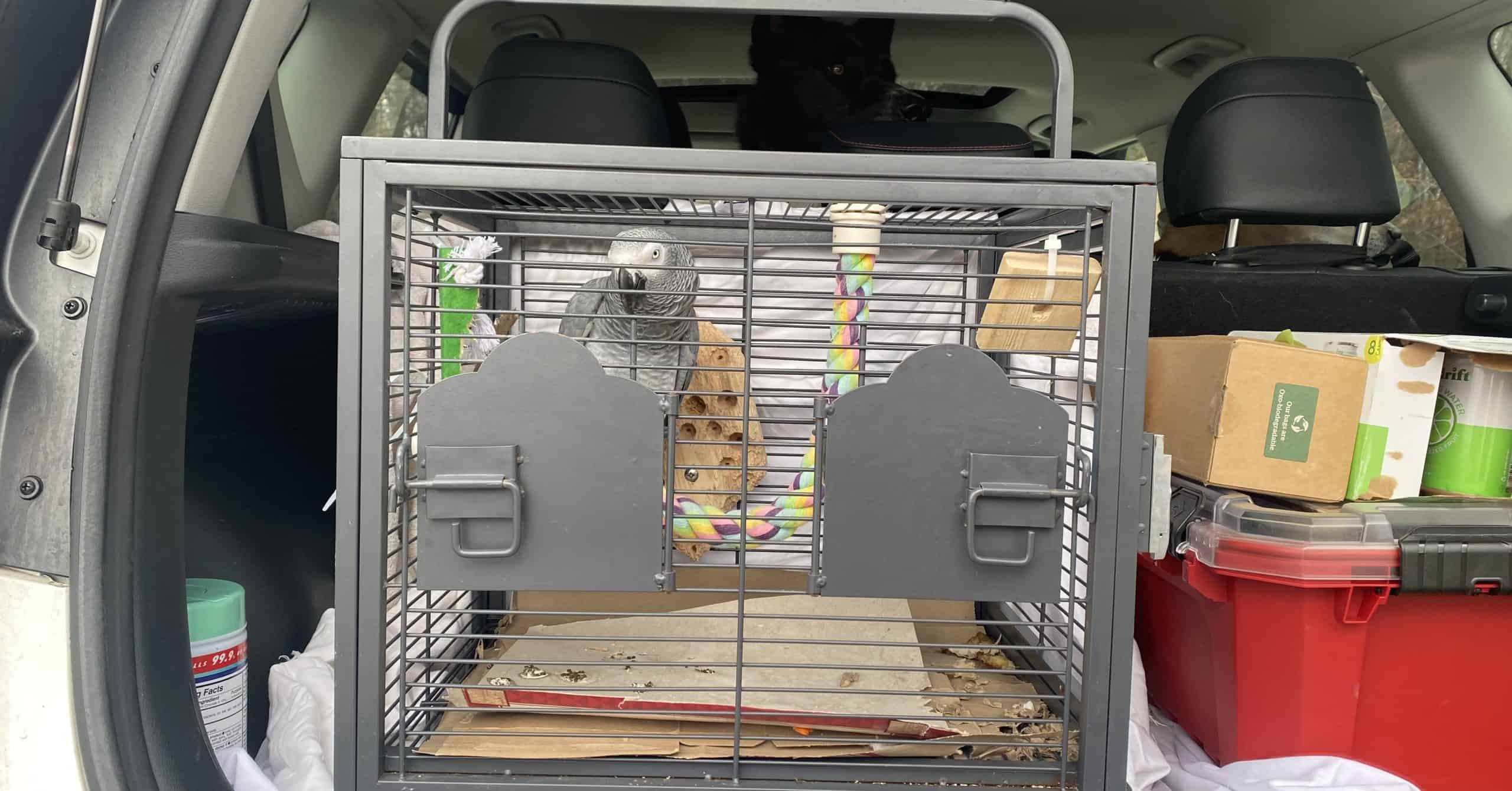 Canary Pet Ting Bird Transport Cage XL Bird Travel Cage Finch Budgie Etc