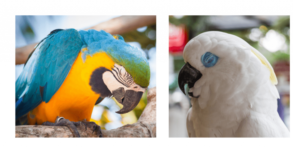 sleeping parrots - a blue and gold macaw and a cockatoo