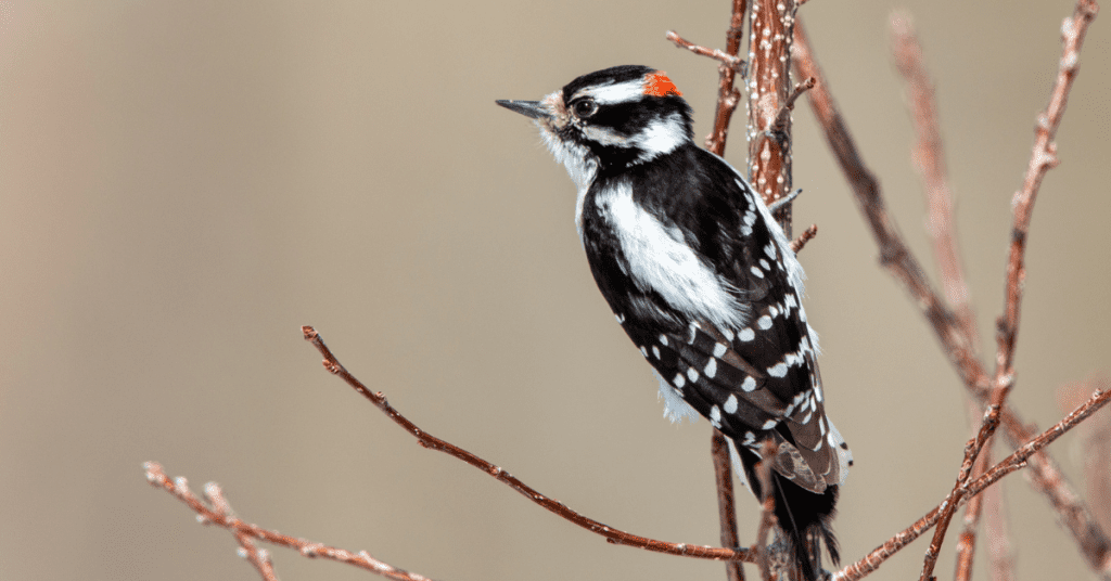 Downy woodpecker in NY