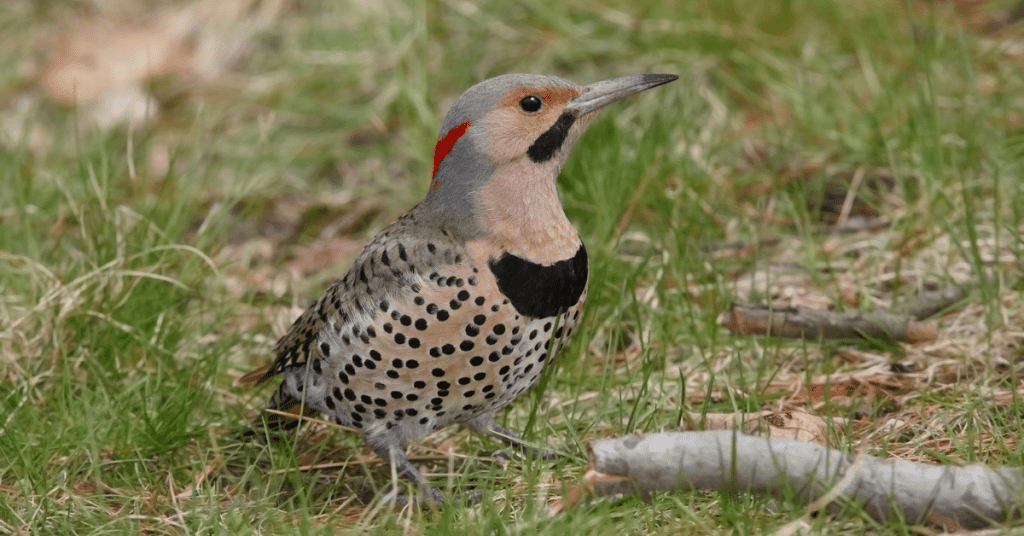 Northern Flicker - a NY Woodpecker