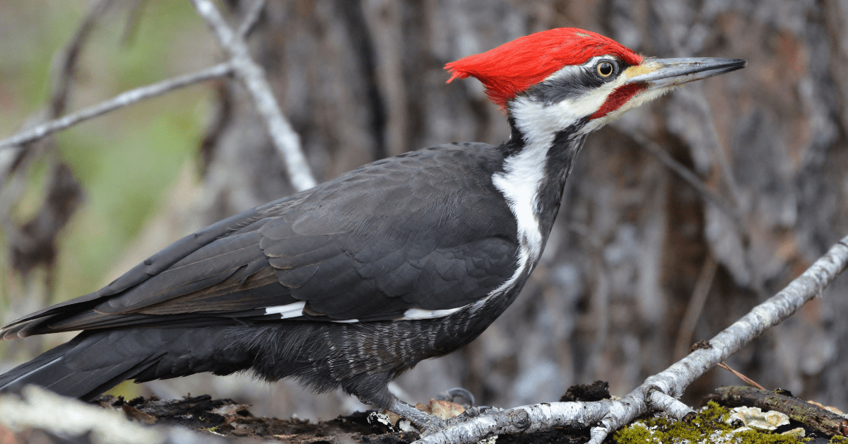 9 Woodpeckers in New York and Where To Spot Them (With Pictures)