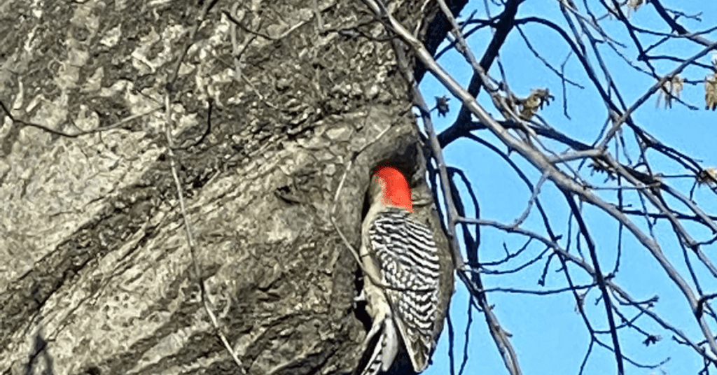 Red-bellied woodpecker Brooklyn, NY