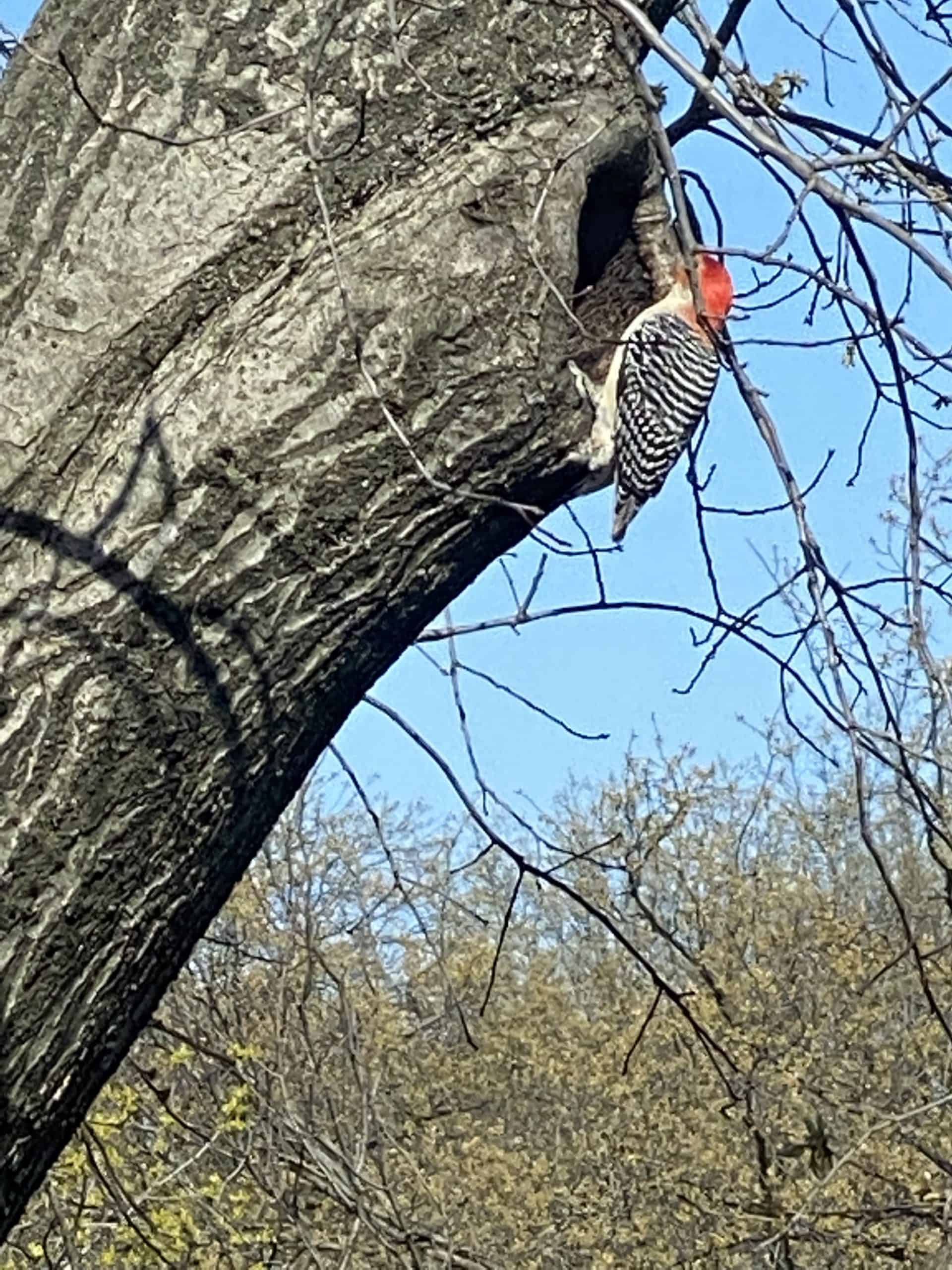 9 Woodpeckers in New York and Where To Spot Them (With Pictures)