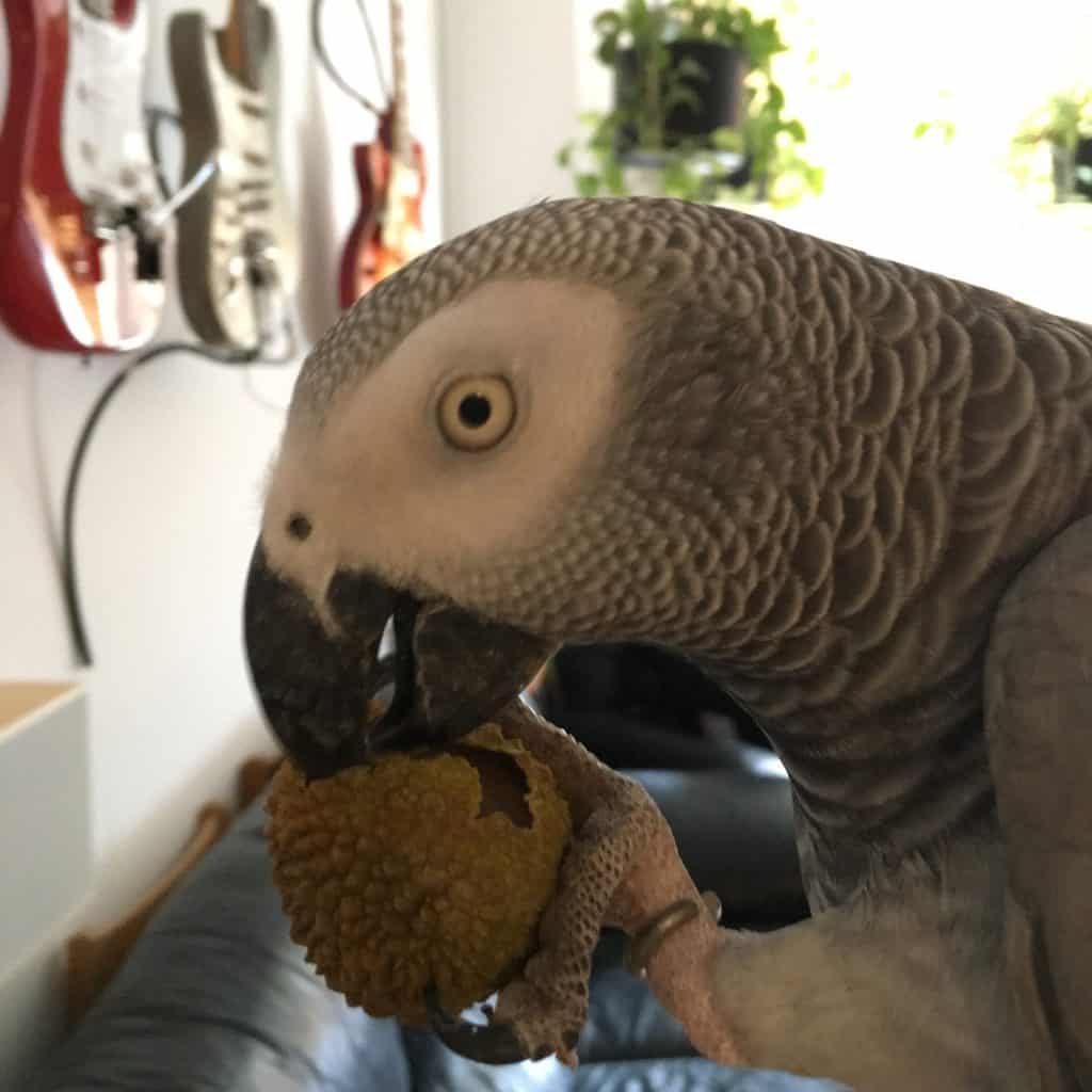 An African grey eating a lychee. Are African greys loud? Yes if they are hungry