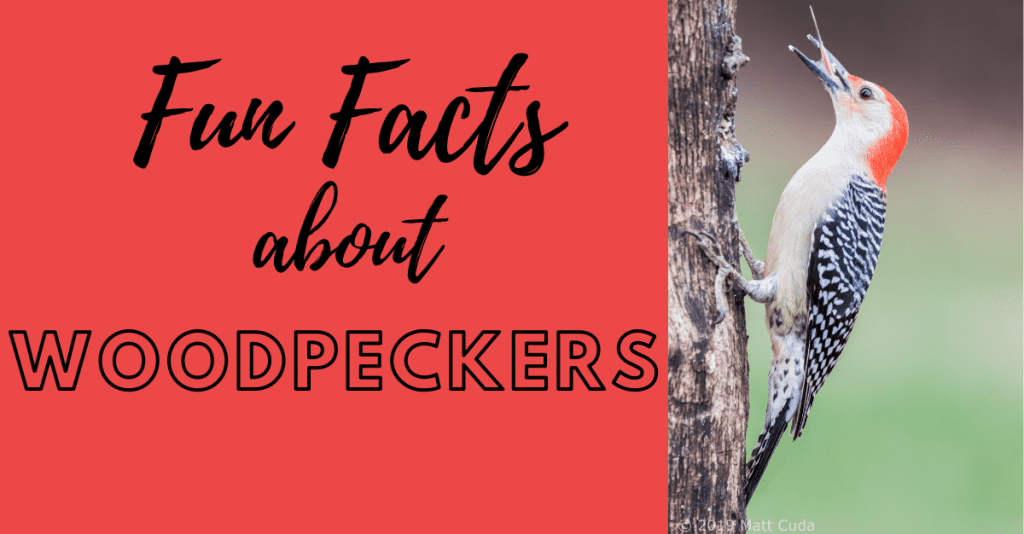 Facts about woodpeckers