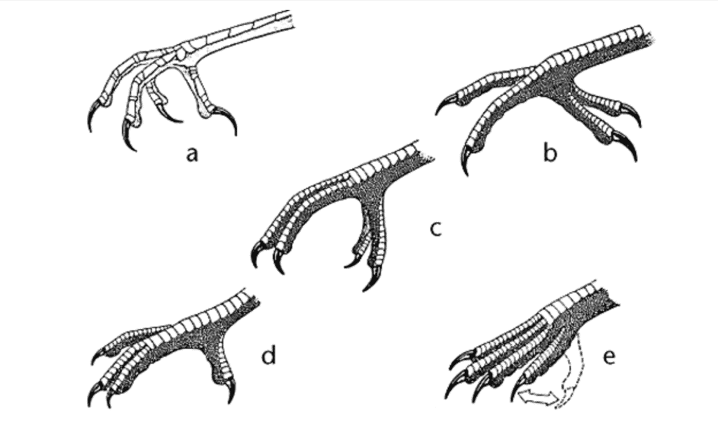 5 different types of bird feet, including the zygodactyl feet of most woodpeckers and parrots