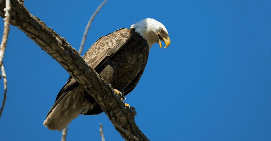 eagles hunt from afar during the day time