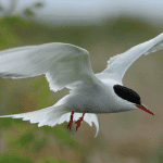 arctic terns are birds known to fly through the night during migration