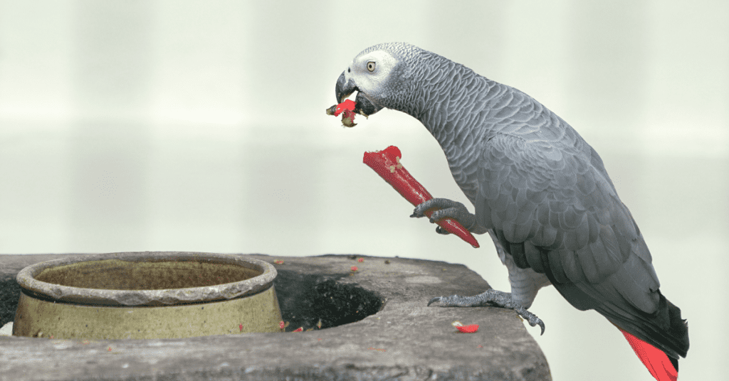 Congo African grey eating a hot chili peppers