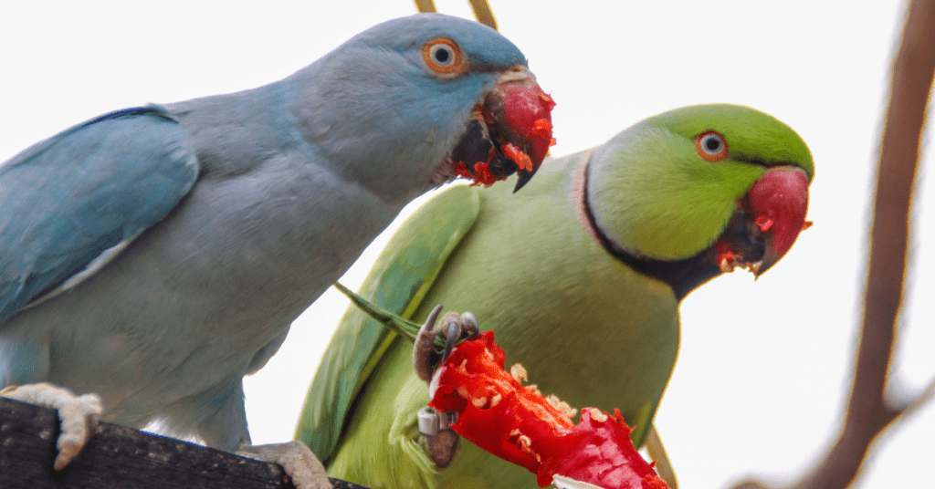 Parrots love peppers