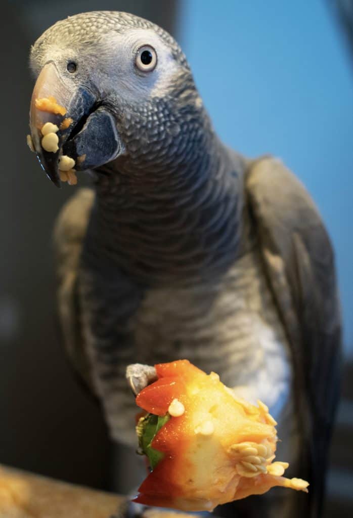 Timneh African Grey Parrot eating bell pepper