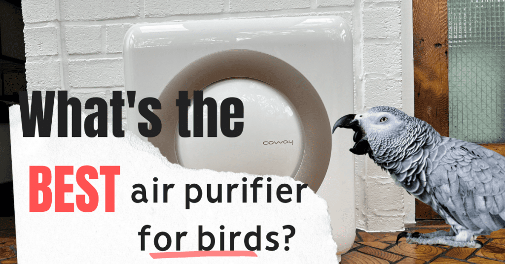 whats the best air purifier for birds