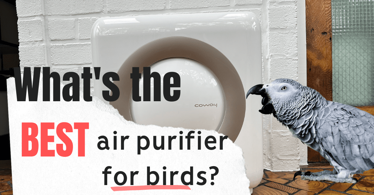 air purifier safe for birds