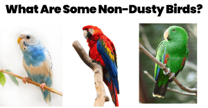 non dusty birds