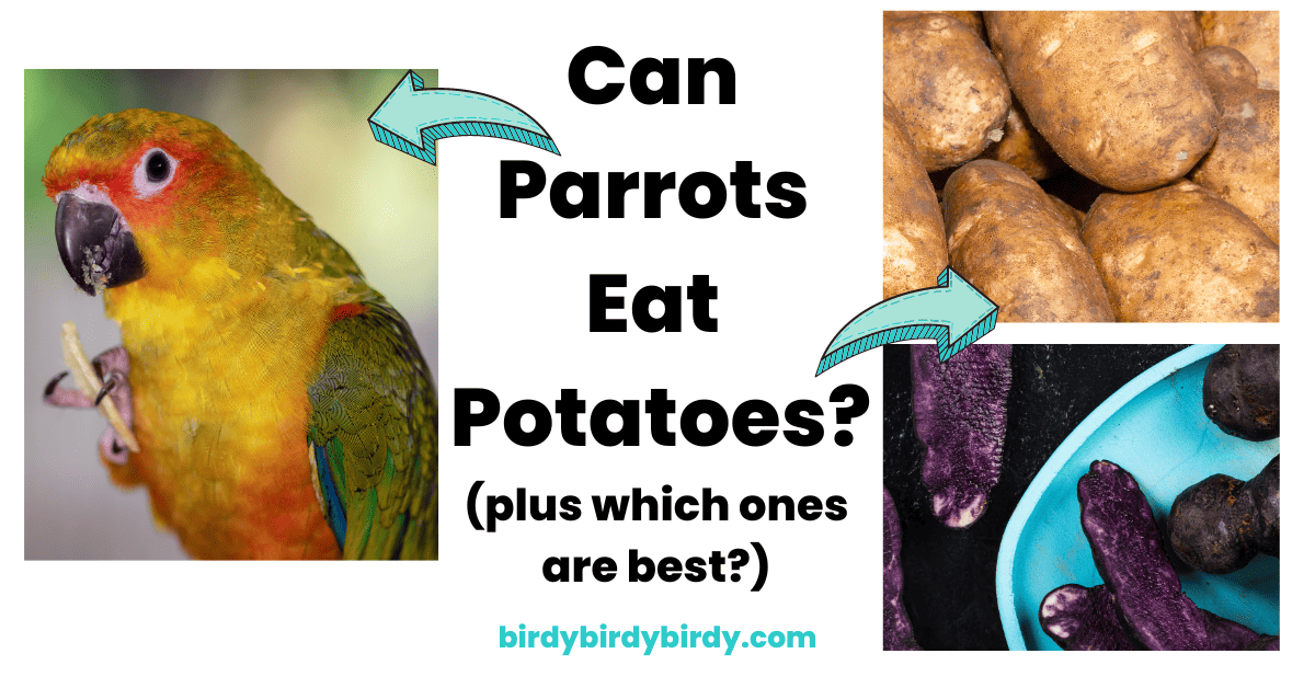 Can Parrots Eat Sweet Potatoes? Discover the Surprising Health Benefits!