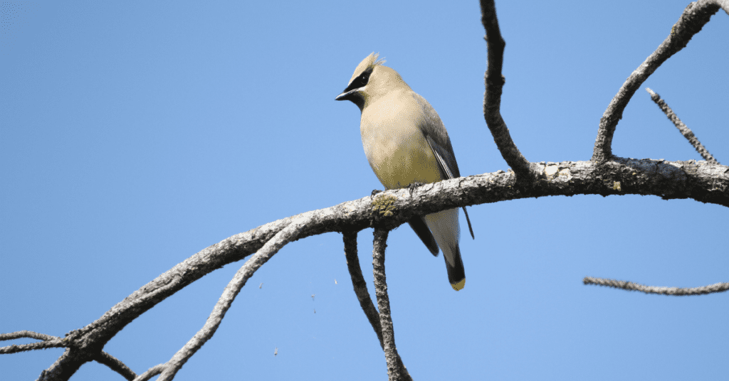 Cedar Waxwings - Bombycilla cedrorum - NYC birds