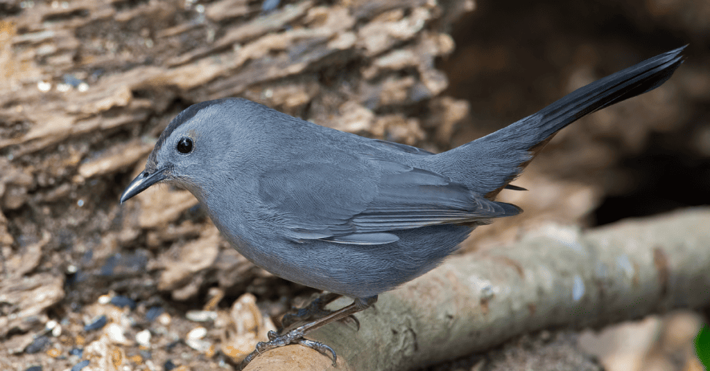 Gray Catbird - Dumetella carolinensis - a NYC bird