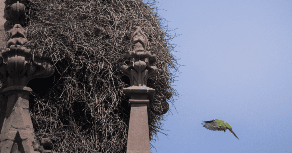 Monk Parakeets - Myiopsitta monachus - NYC birds