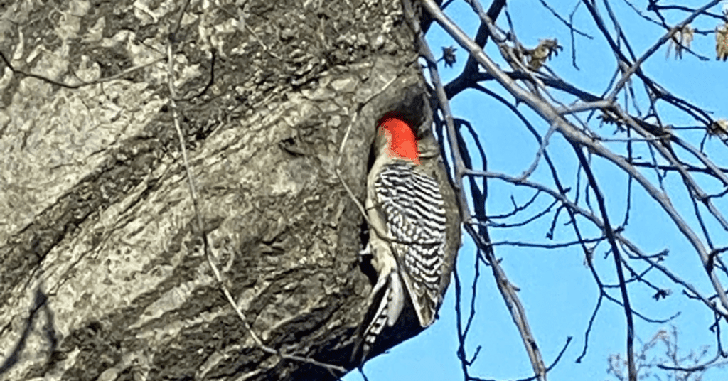 Red-Bellied Woodpeckers - Melanerpes carolinus - NYC birds