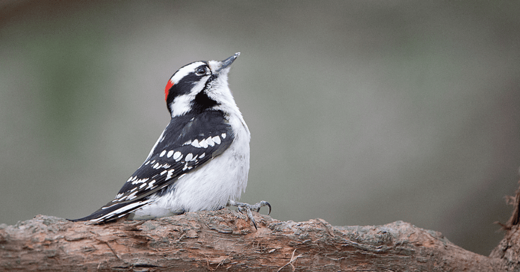 downy woodpecker facts