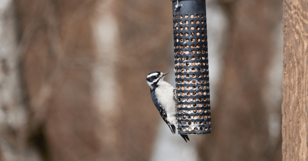 downy woodpeckers interesting facts