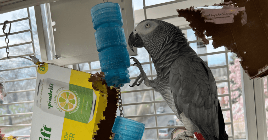 DIY Parrot Foraging Toys