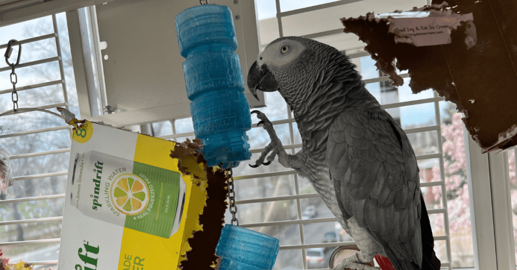 African grey outlet toys