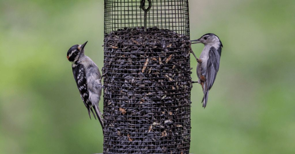 What do woodpeckers eat_ Bird feeders attract them