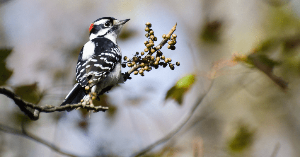 Woodpeckers eat berries