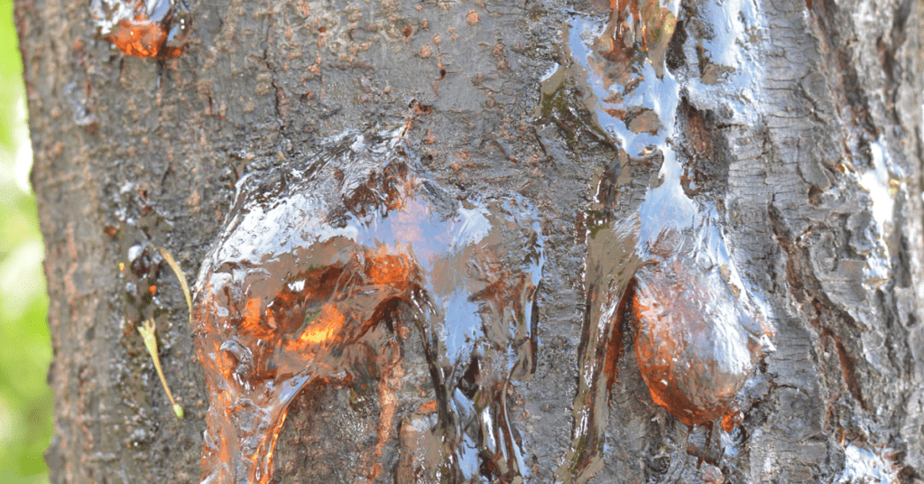 close up of sap dripping down a tree that woodpeckers eat