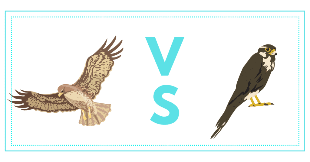 Hawk vs Falcon