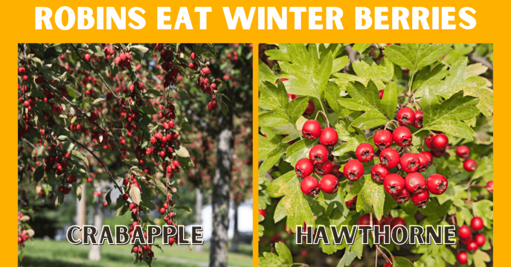 Robins eat winter berries like crabapple and hawthorne